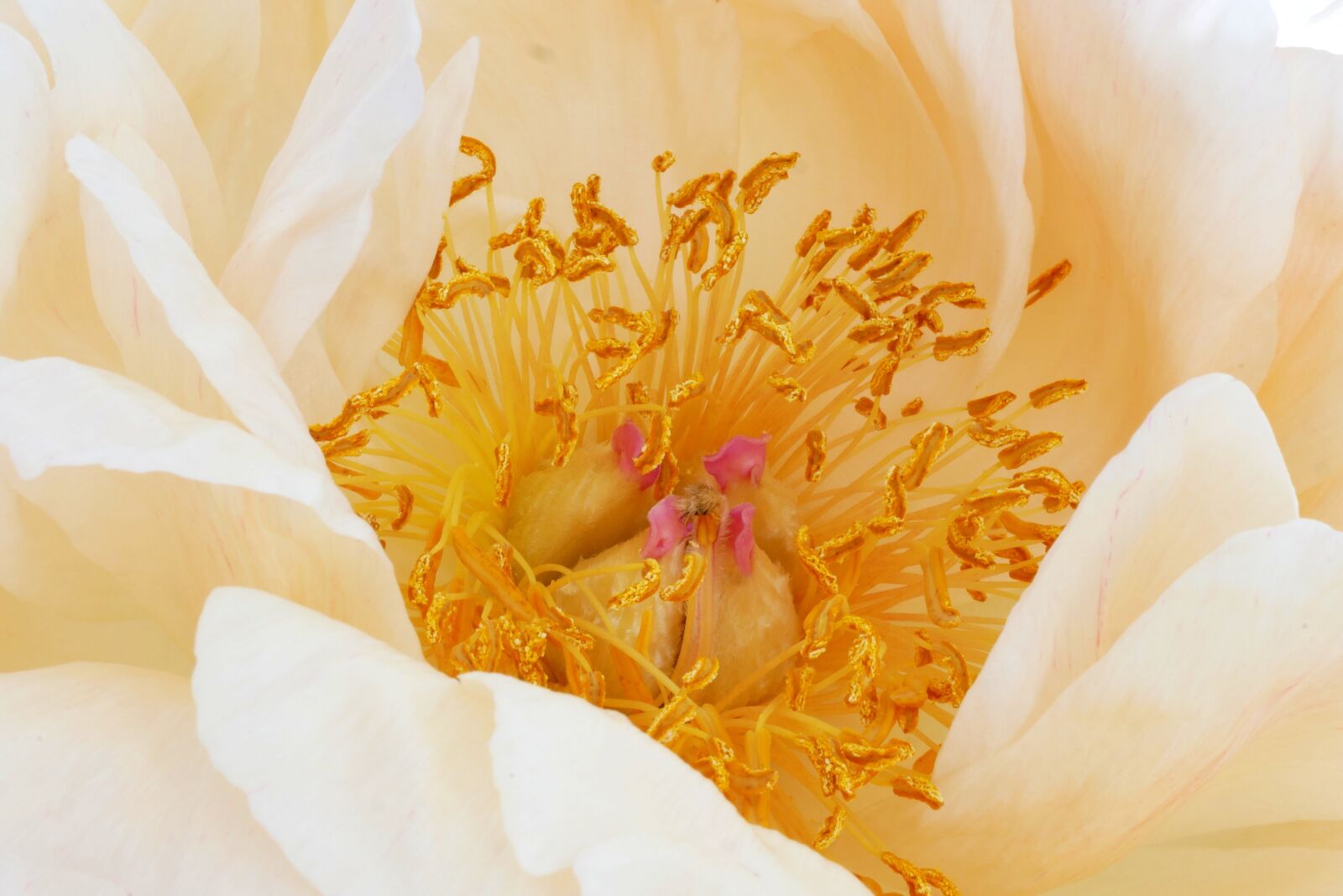 Panasonic Lumix DMC-G85 (Lumix DMC-G80) sample photo. Peony, flower, gold photography