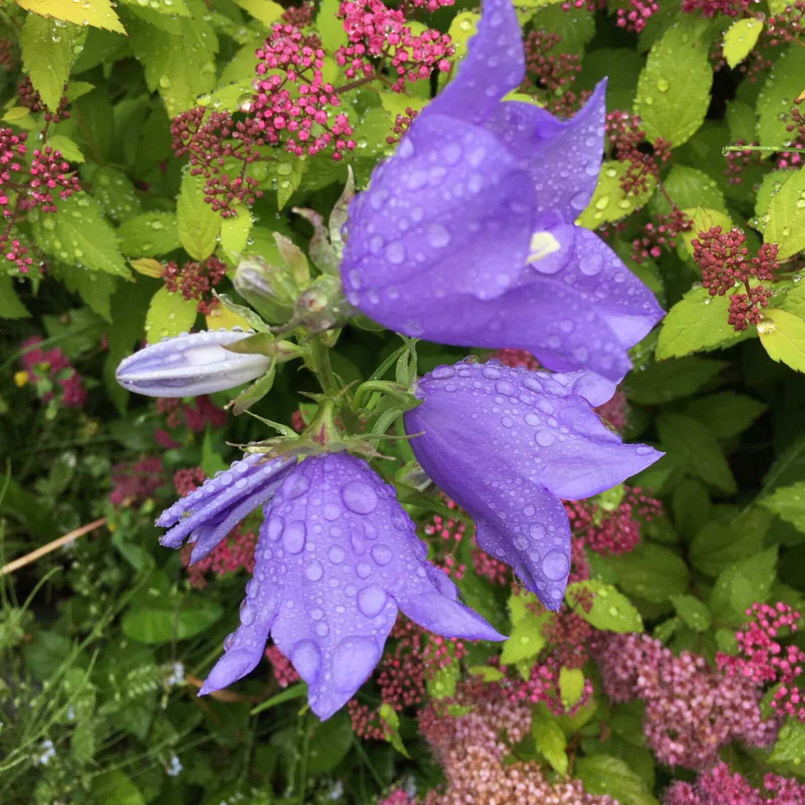 iPhone SE back camera 4.15mm f/2.2 sample photo. Raindrops, purple flower, flower photography