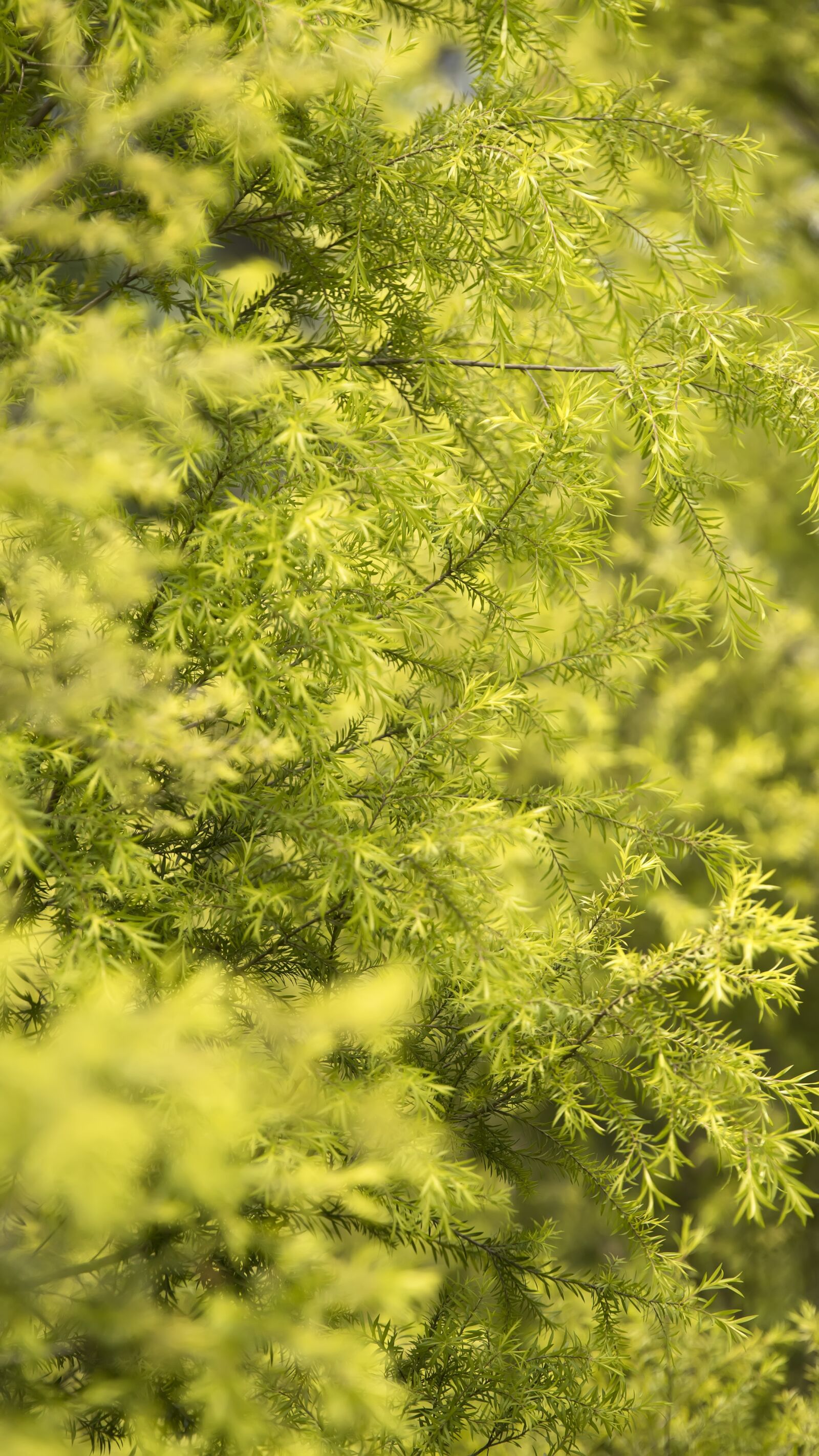 Nikon D850 sample photo. Spring, the leaves, nature photography