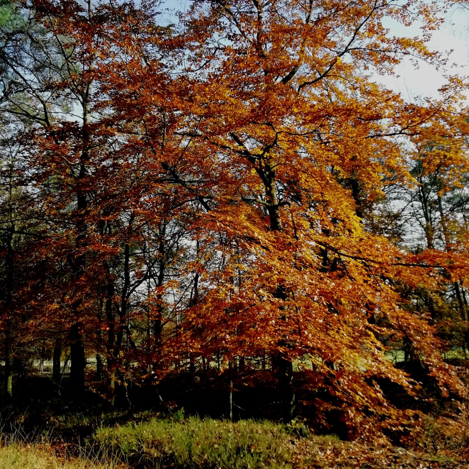 HUAWEI FIG-LX1 sample photo. Autumn, forest, veluwe photography