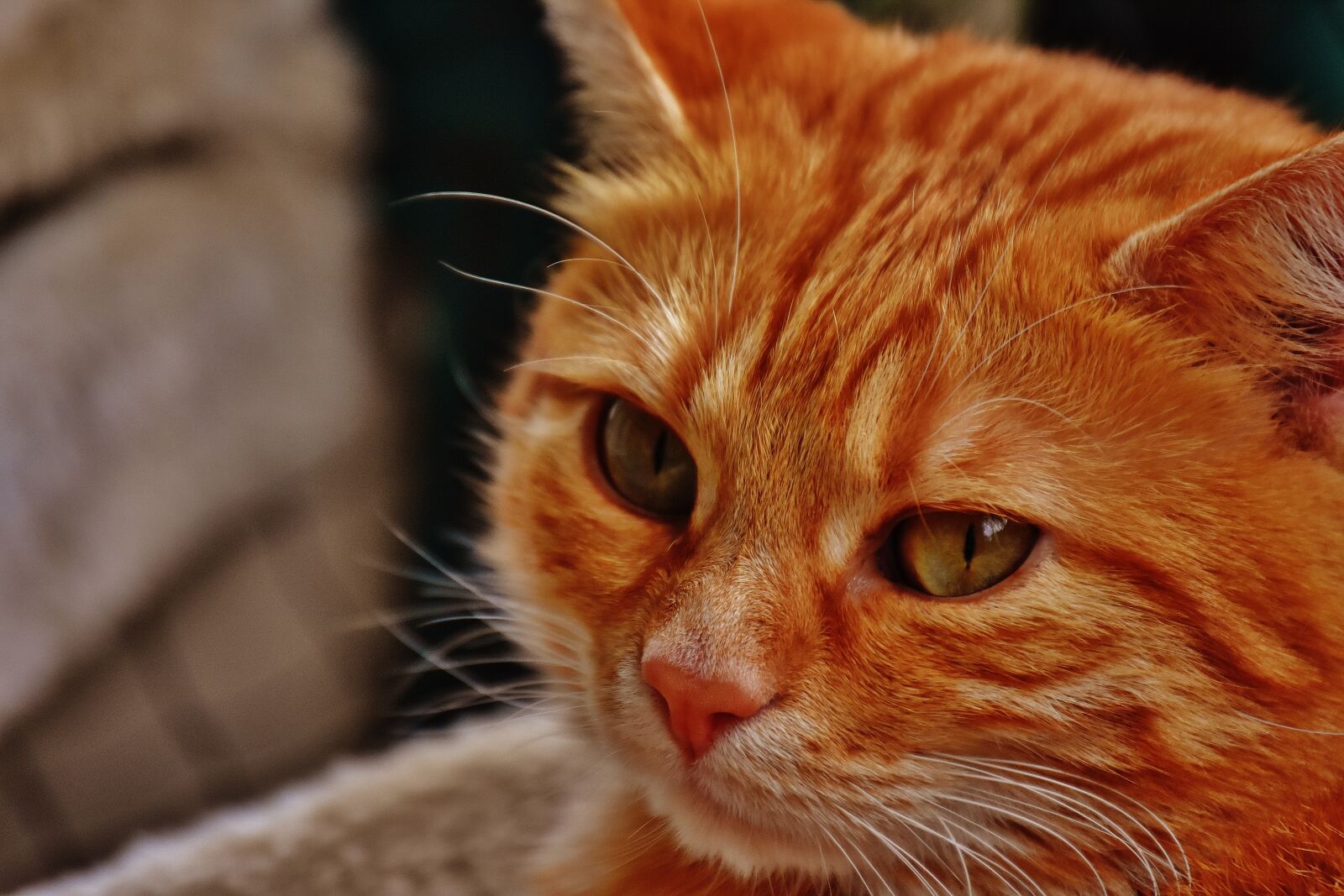 Nikon D7200 sample photo. Cat, red, cute photography