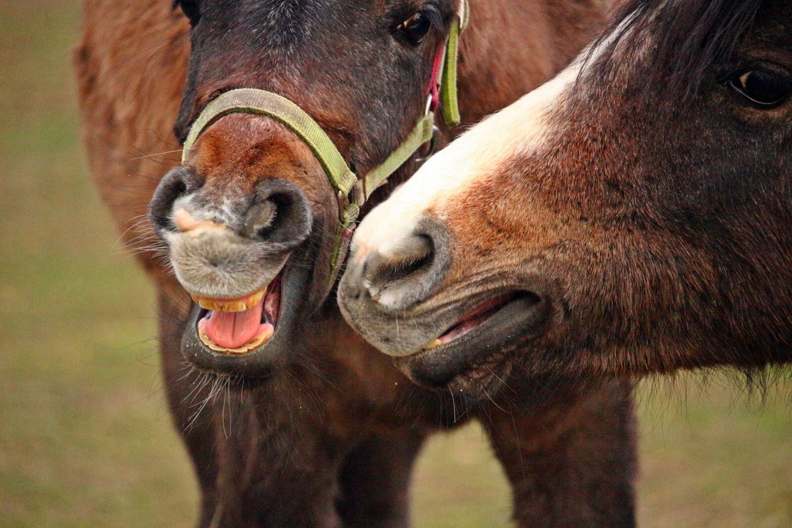 Canon EOS 100D (EOS Rebel SL1 / EOS Kiss X7) sample photo. Horse, foot, horses mouth photography