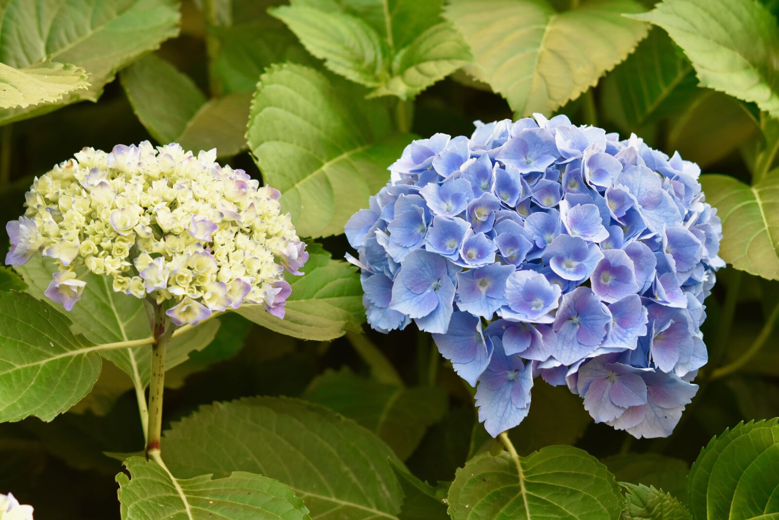 Nikon D5600 sample photo. Flower, hydrangea, flowering hydrangea photography