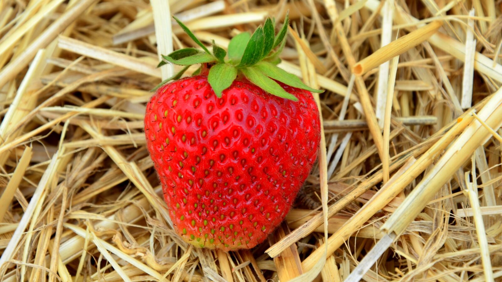 Nikon D5100 sample photo. Strawberry, fruit, summer photography