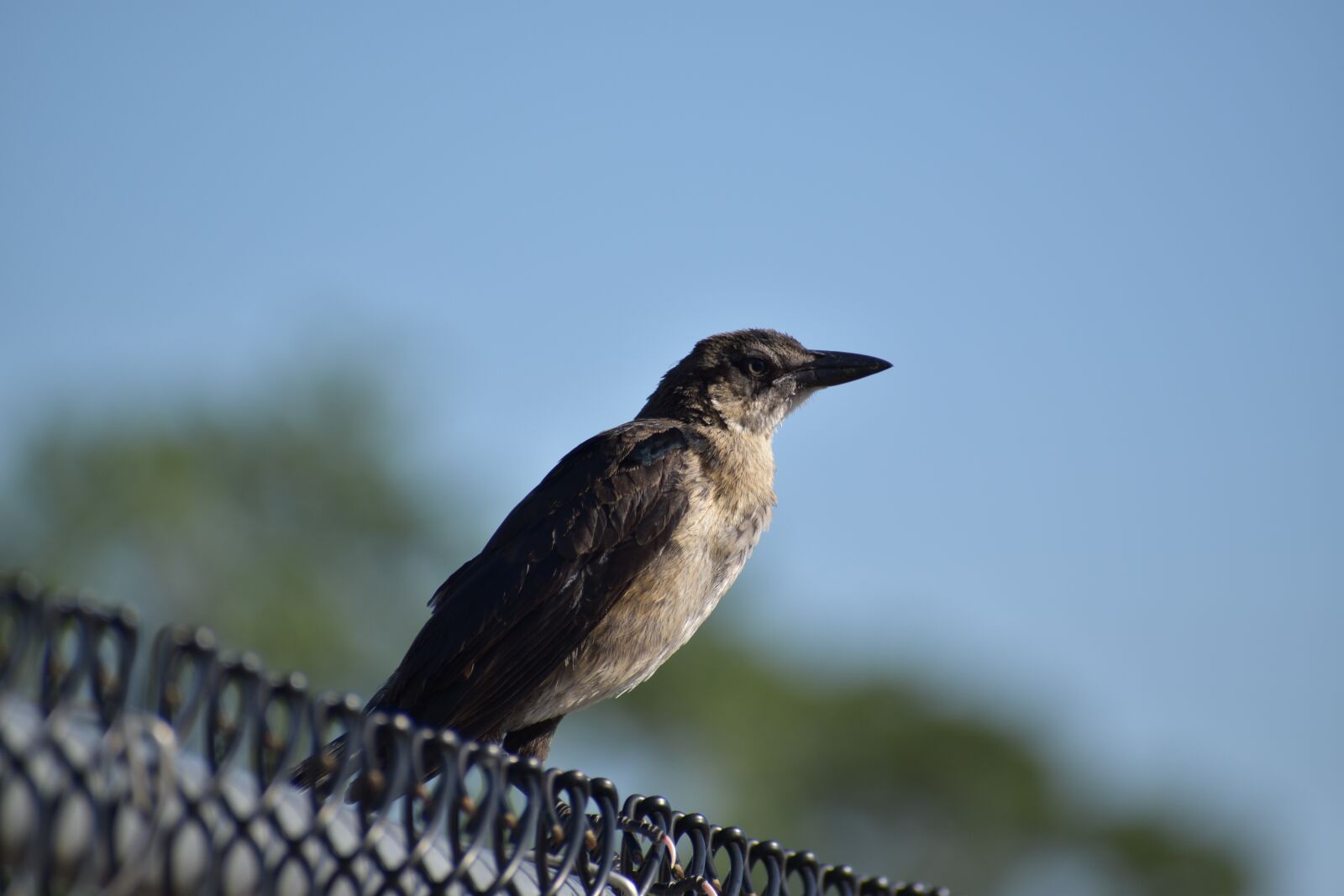 Nikon D3500 sample photo. Raven, bird, fence photography