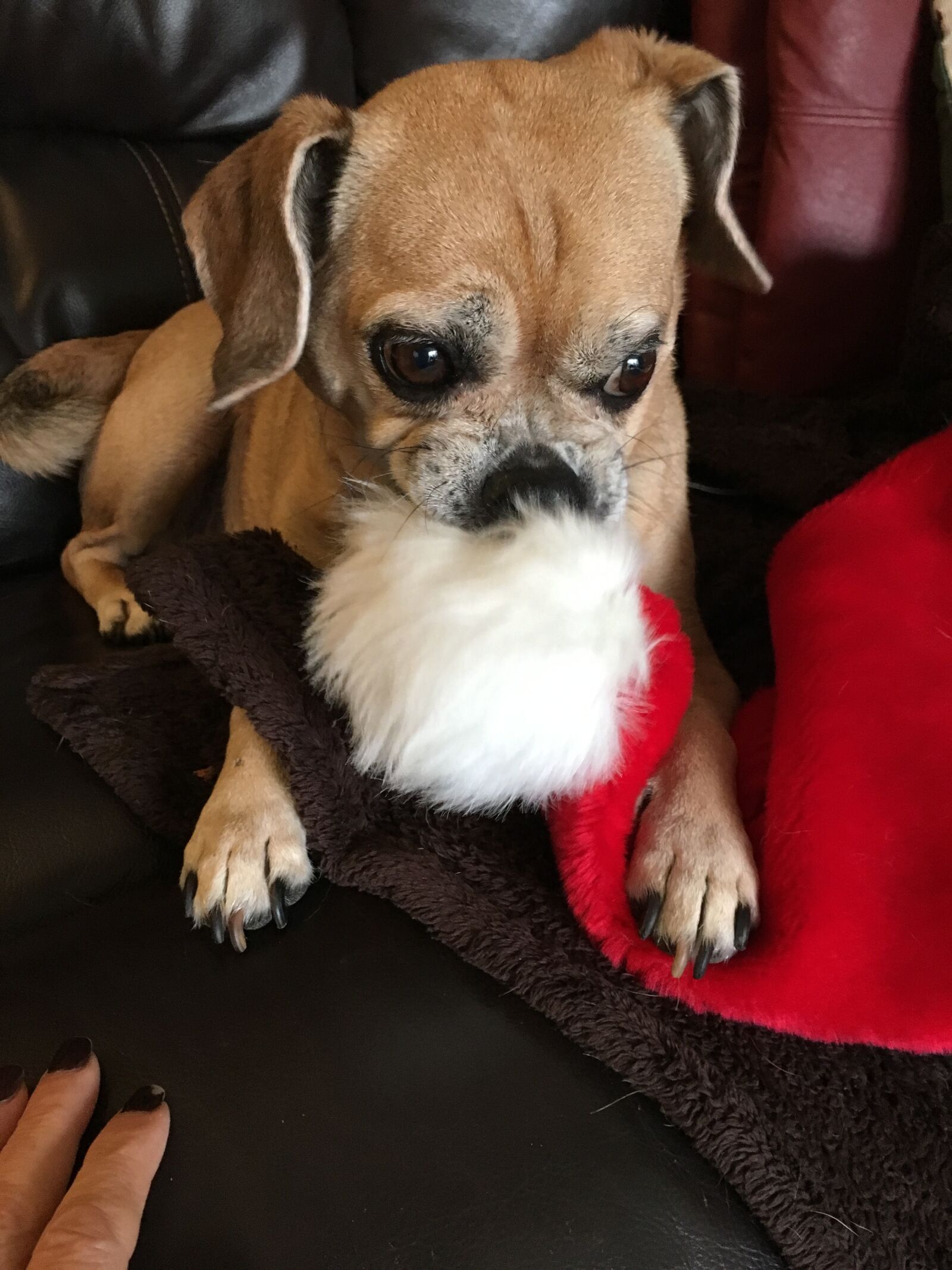 Apple iPhone 6s sample photo. Bad dog, dog, puggle photography