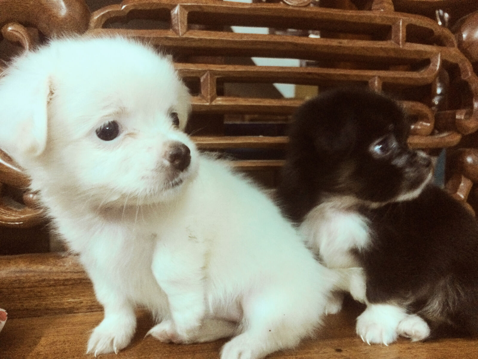 iPhone 5s back camera 4.15mm f/2.2 sample photo. Puppies photography