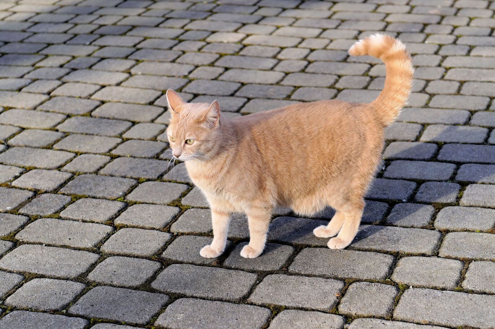 Sony SLT-A58 sample photo. Cat, domestic cat, female photography