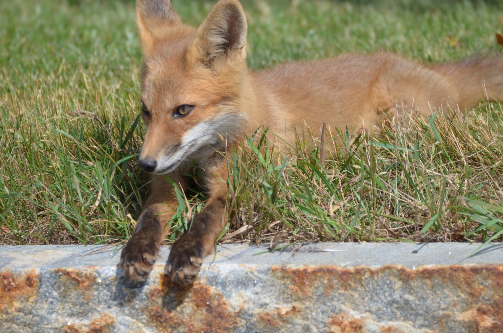 Nikon D5100 sample photo. Fox, kits, family photography