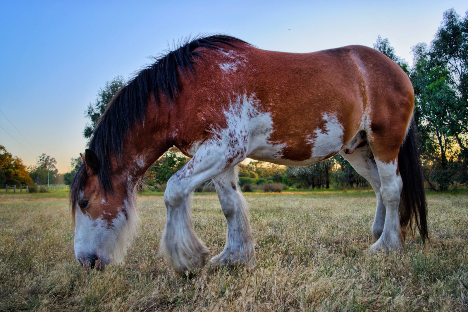 Nikon D3300 sample photo. Horse, equine, animal photography