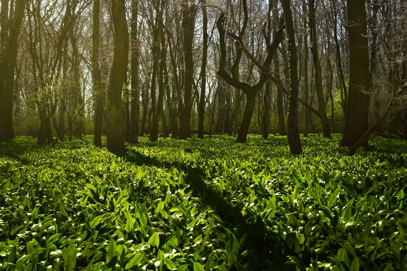 Nikon D5500 sample photo. Grove, wild garlic, green photography