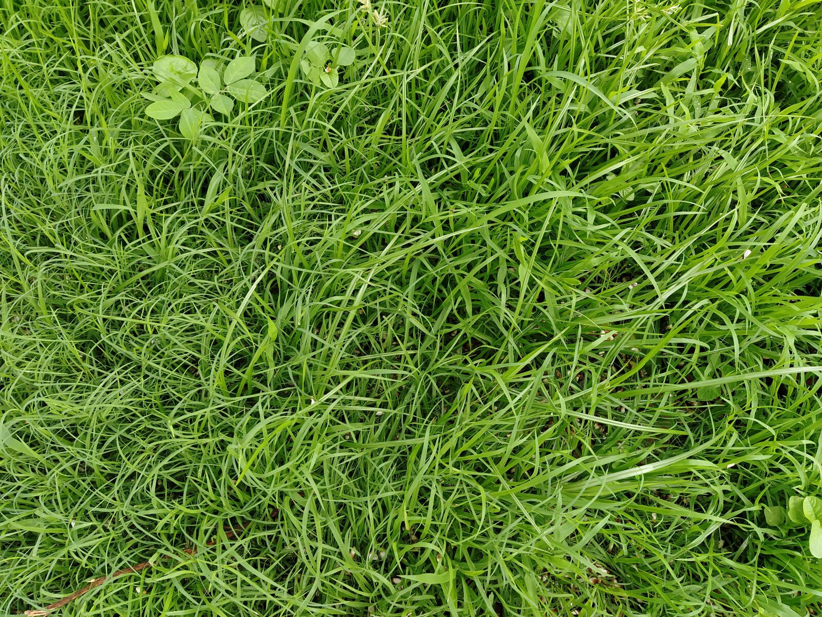 Xiaomi Mi A3 sample photo. Grass, green, green grass photography