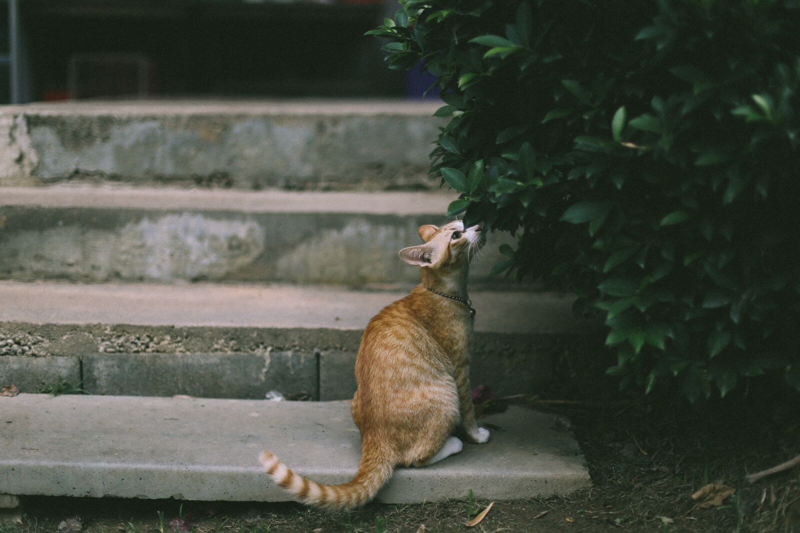 Canon EOS 6D + Canon EF 50mm F1.4 USM sample photo. Animal, blur, cat photography