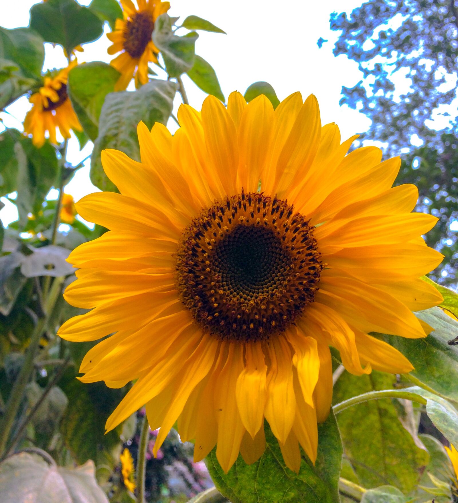 iPhone 5s back camera 4.15mm f/2.2 sample photo. Sunflower, sun, flower photography