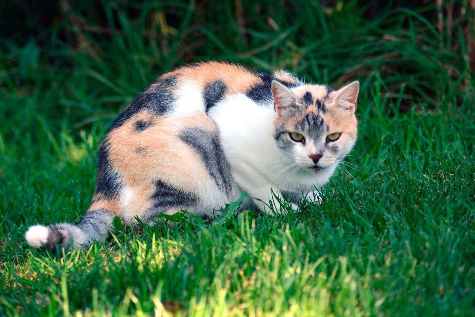 Nikon D7100 sample photo. Cat, colorful, pet photography
