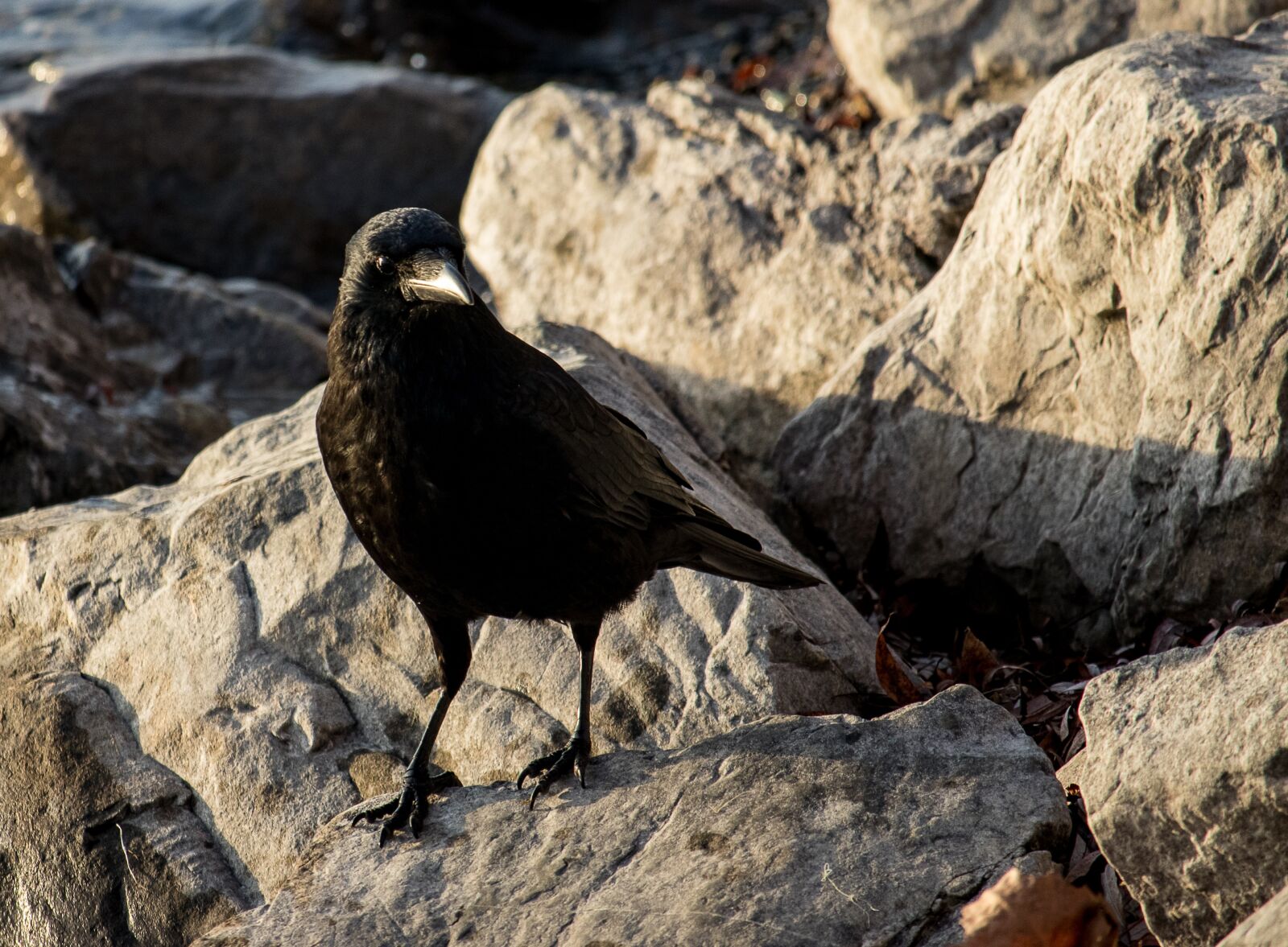 Canon EF-S 55-250mm F4-5.6 IS STM sample photo. Common raven, raven, crow photography