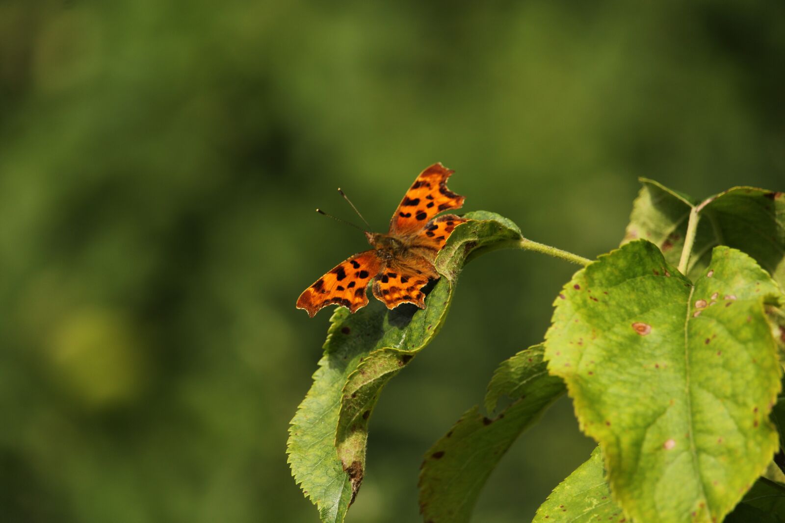 Canon EOS 1200D (EOS Rebel T5 / EOS Kiss X70 / EOS Hi) sample photo. Butterfly, comma, uk photography