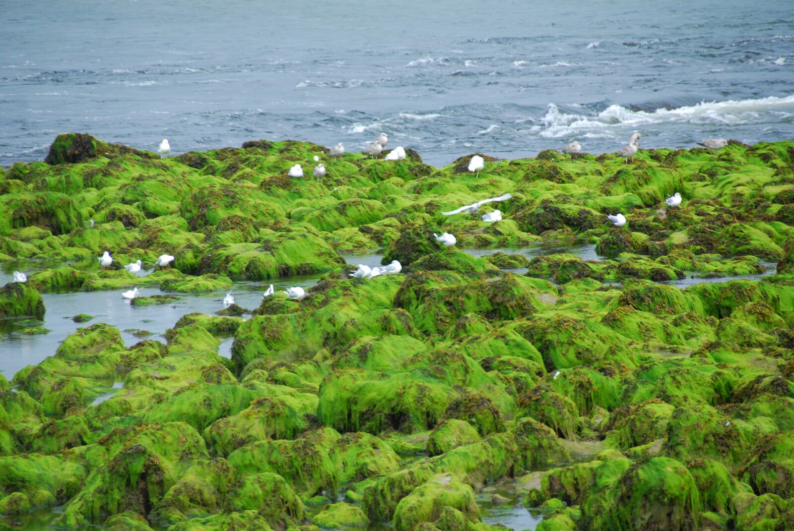 Nikon D80 sample photo. Sea, gulls, sea birds photography