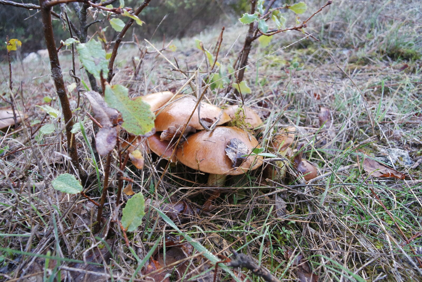 Samsung NX mini sample photo. Forest, grass, jungle, mushroom photography