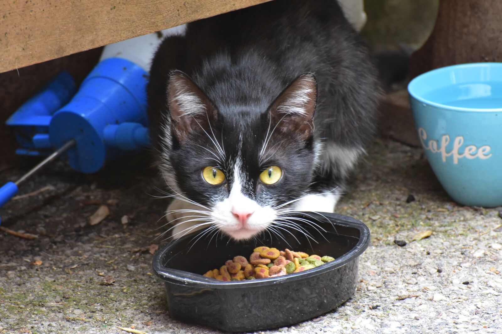 Nikon D7200 sample photo. Cat, feline, animal photography