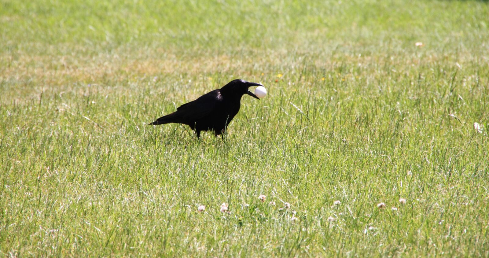 Canon EOS 500D (EOS Rebel T1i / EOS Kiss X3) sample photo. Raven, bird, crow photography