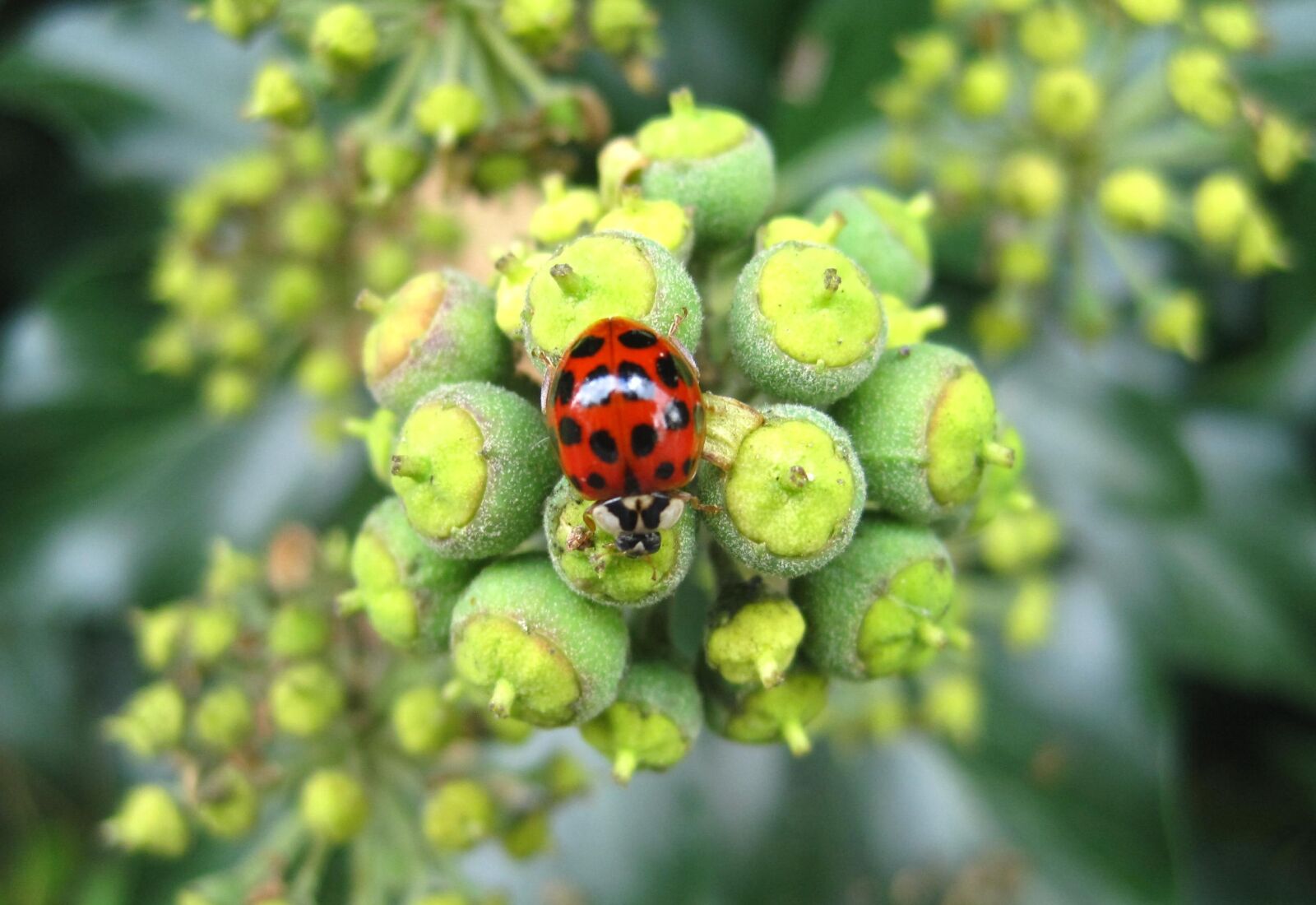 Canon PowerShot SD1200 IS (Digital IXUS 95 IS / IXY Digital 110 IS) sample photo. Asian ladybug, efeubl te photography