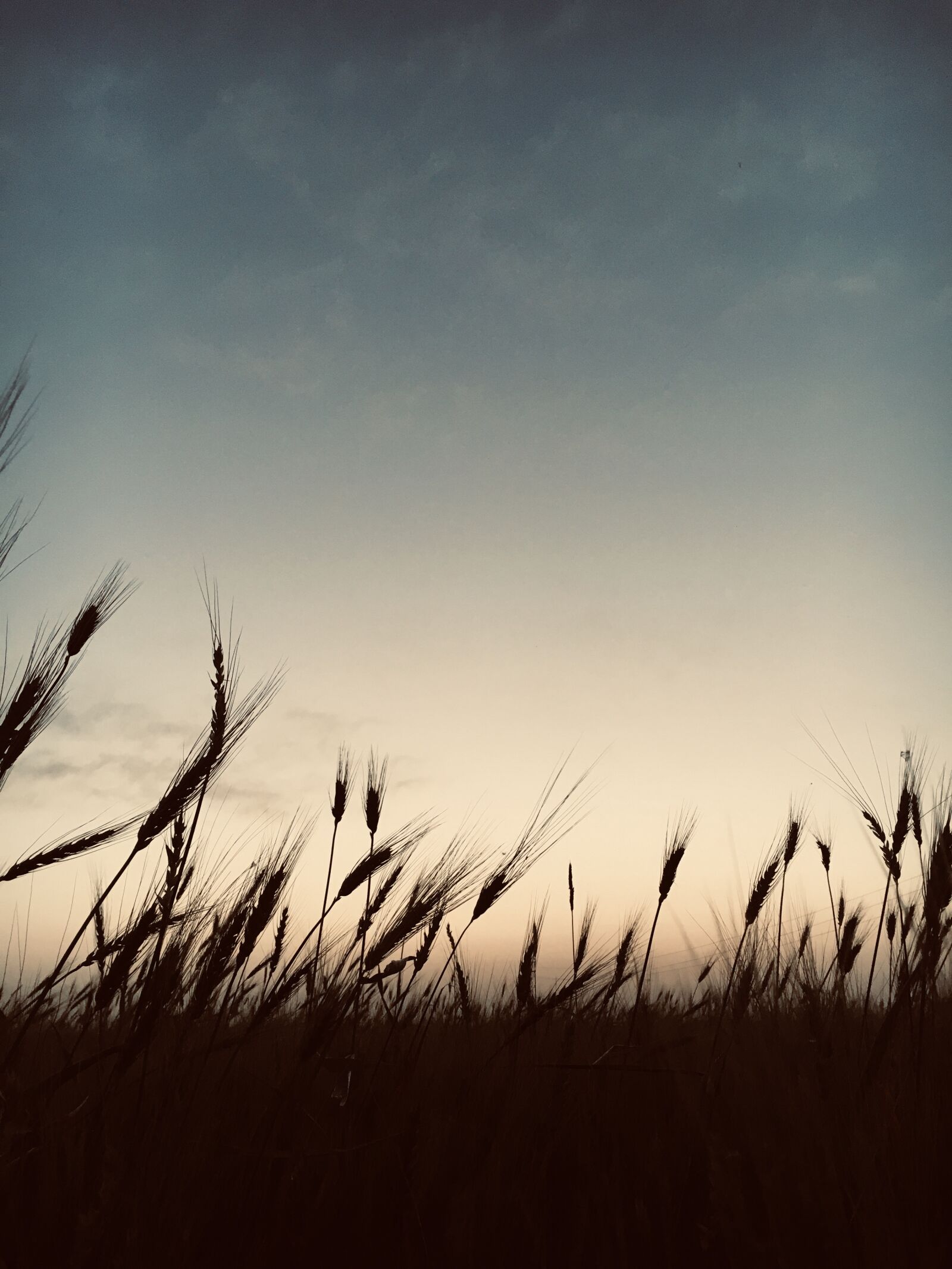 Apple iPhone 6s sample photo. Wheat, field, sad photography