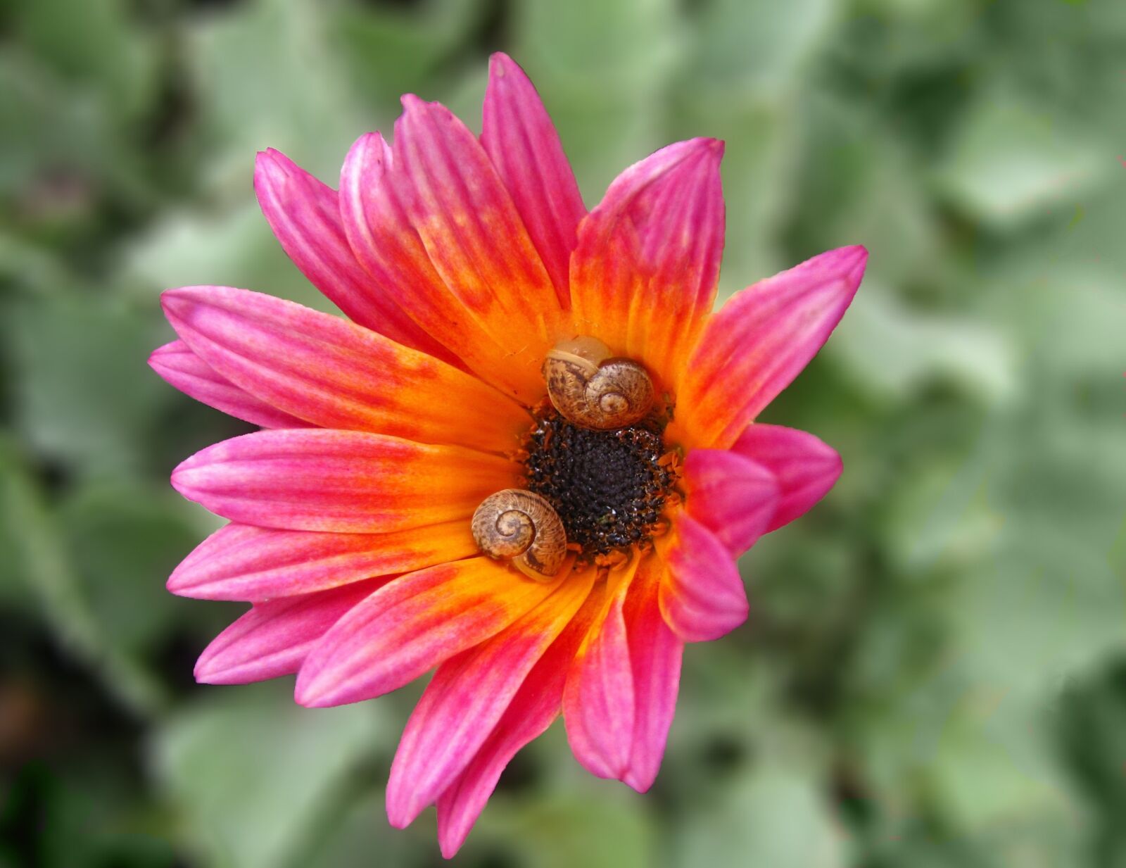 Canon PowerShot SX20 IS sample photo. Pink, flower, snail photography