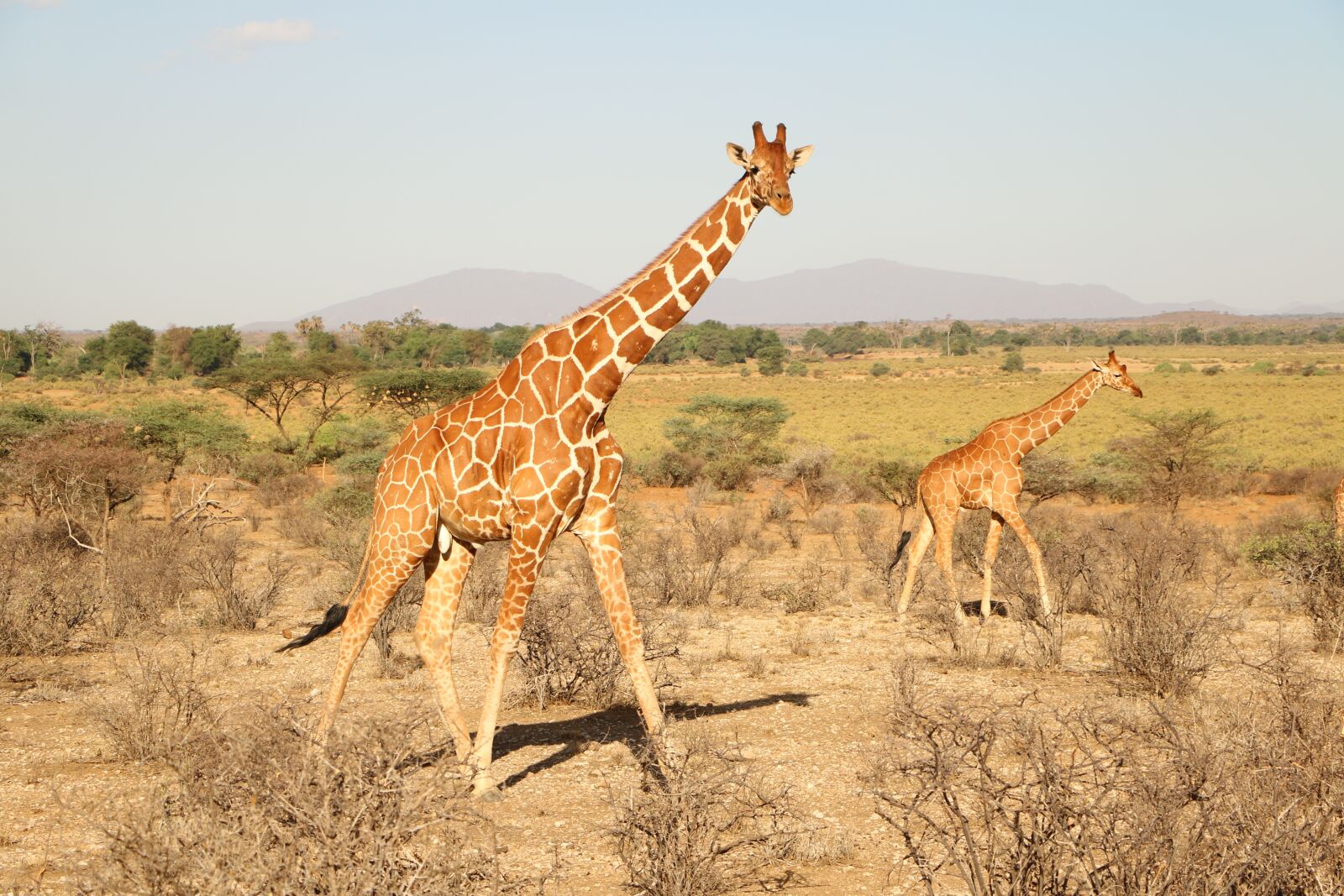 Canon EOS 760D (EOS Rebel T6s / EOS 8000D) sample photo. Giraffe, safari, nature photography