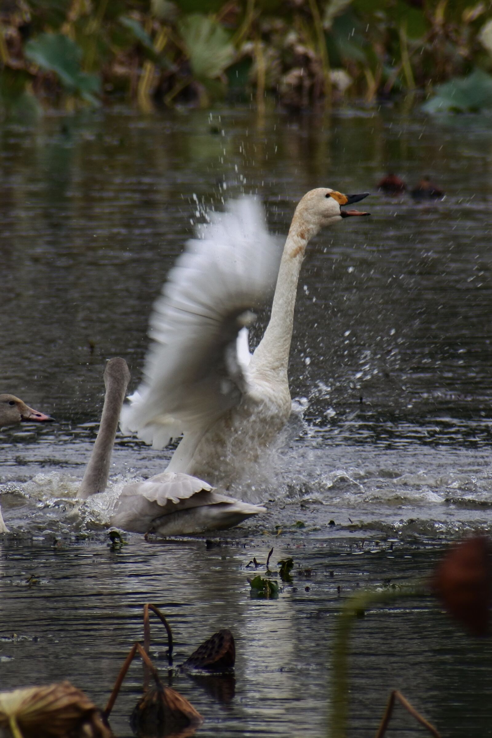 Nikon 1 J5 sample photo. Animal, pond, waterside photography