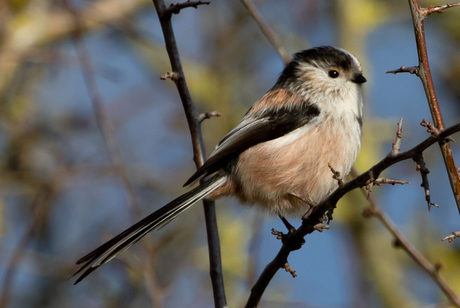 Canon EOS 7D Mark II sample photo. Long tailed tit, pink photography