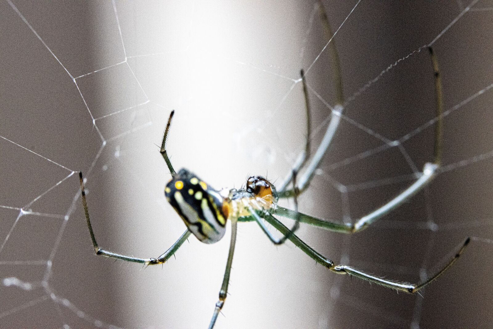 Canon EOS 90D sample photo. Spider, web, nature photography