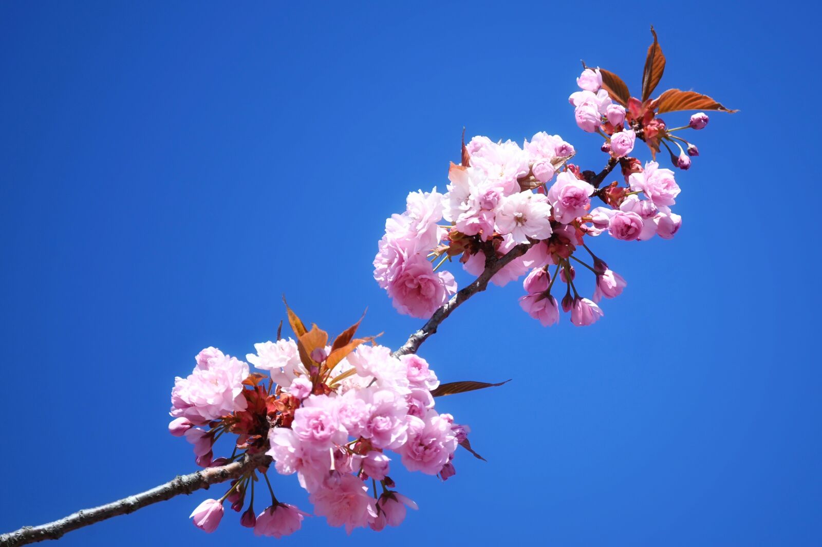Nikon Z6 sample photo. Ornamental cherry, flowers, cherry photography