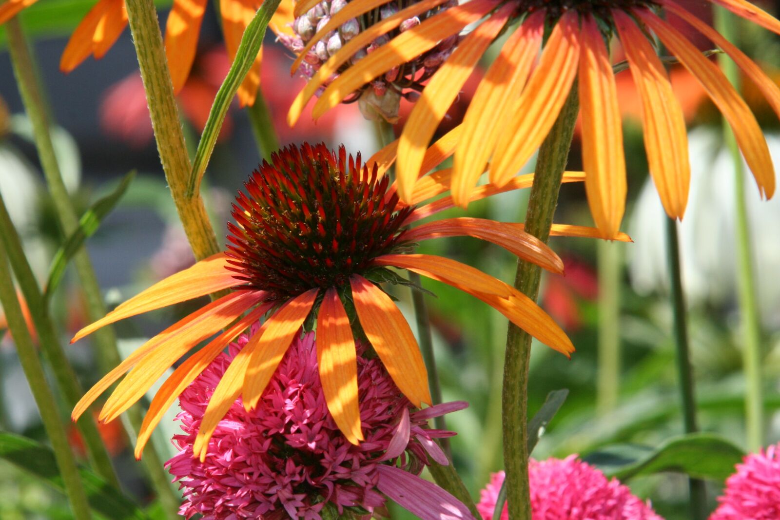 Canon EOS 350D (EOS Digital Rebel XT / EOS Kiss Digital N) sample photo. Wildflowers, garden, flower photography