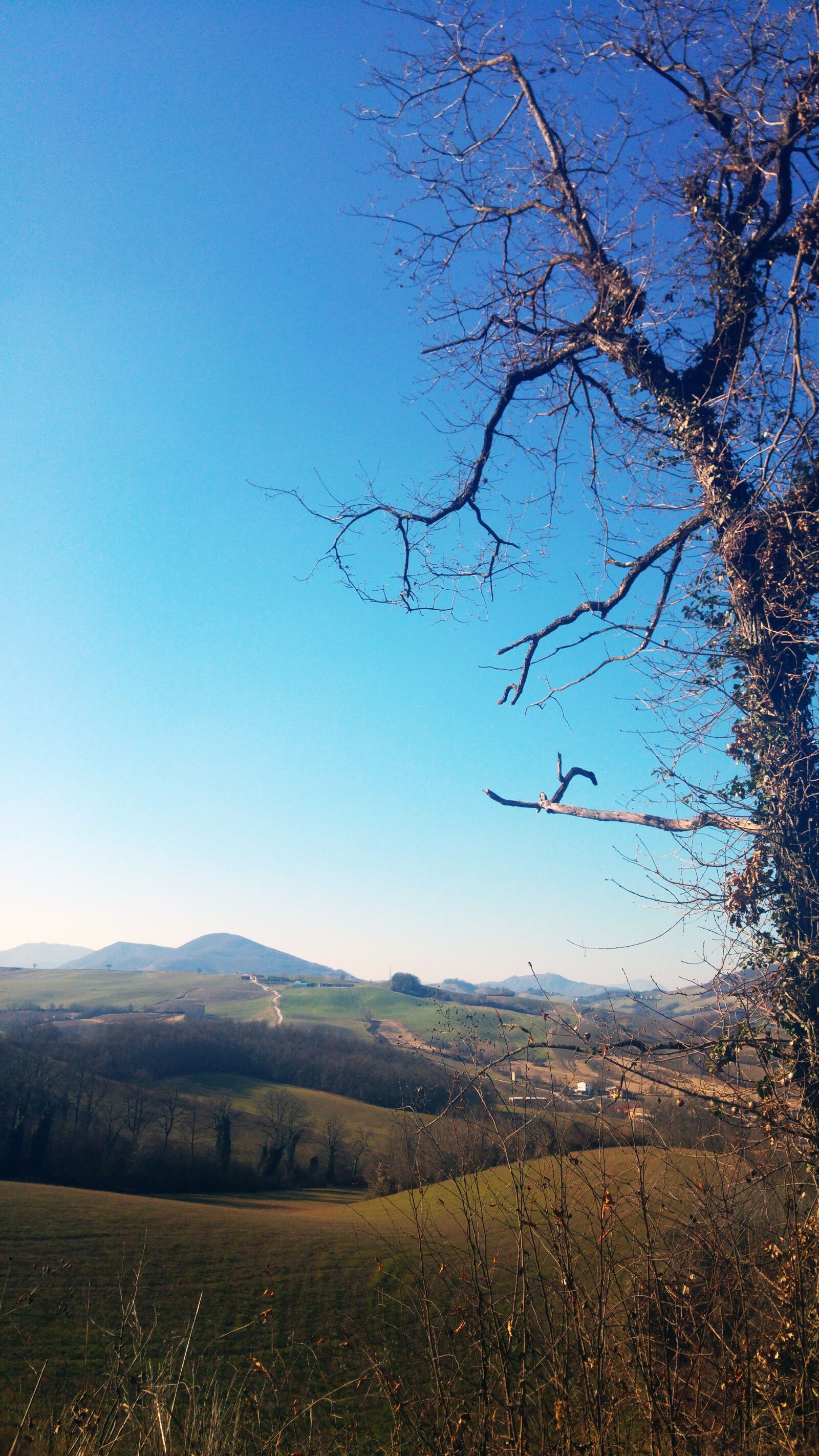 LG G4 sample photo. Tree, landscape, nature photography