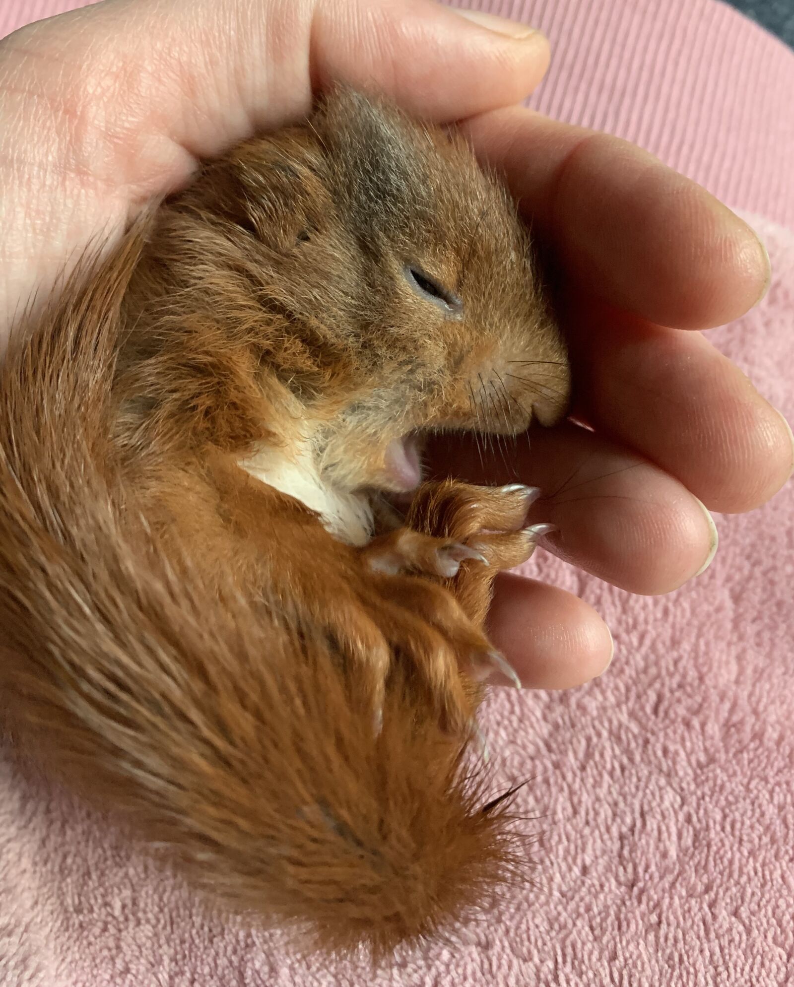 Apple iPhone XS Max sample photo. Baby, squirrel, protection of photography