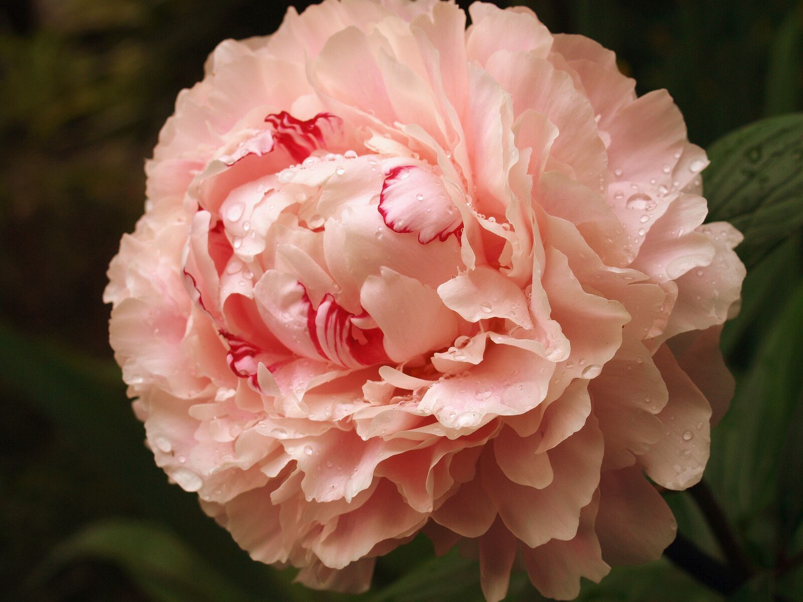 Olympus E-520 (EVOLT E-520) sample photo. Peony, flower, plant photography