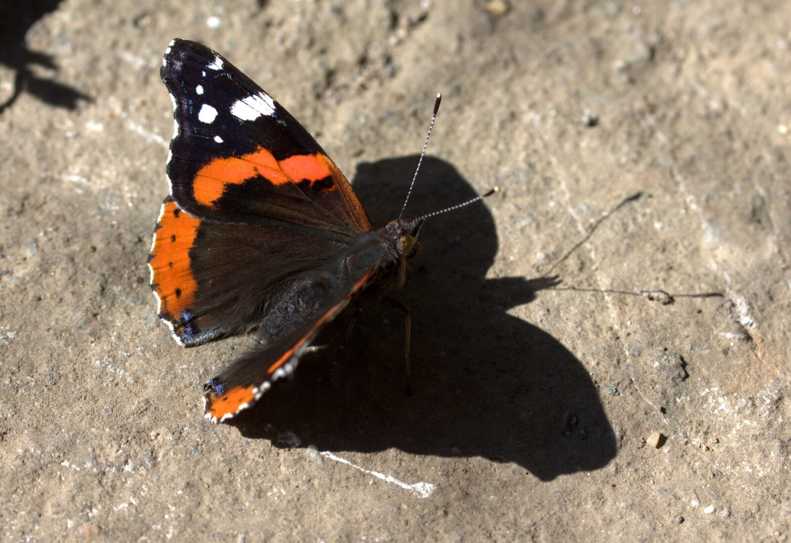 Canon EF-S 60mm F2.8 Macro USM sample photo. Butterfly, garnet-red, black photography