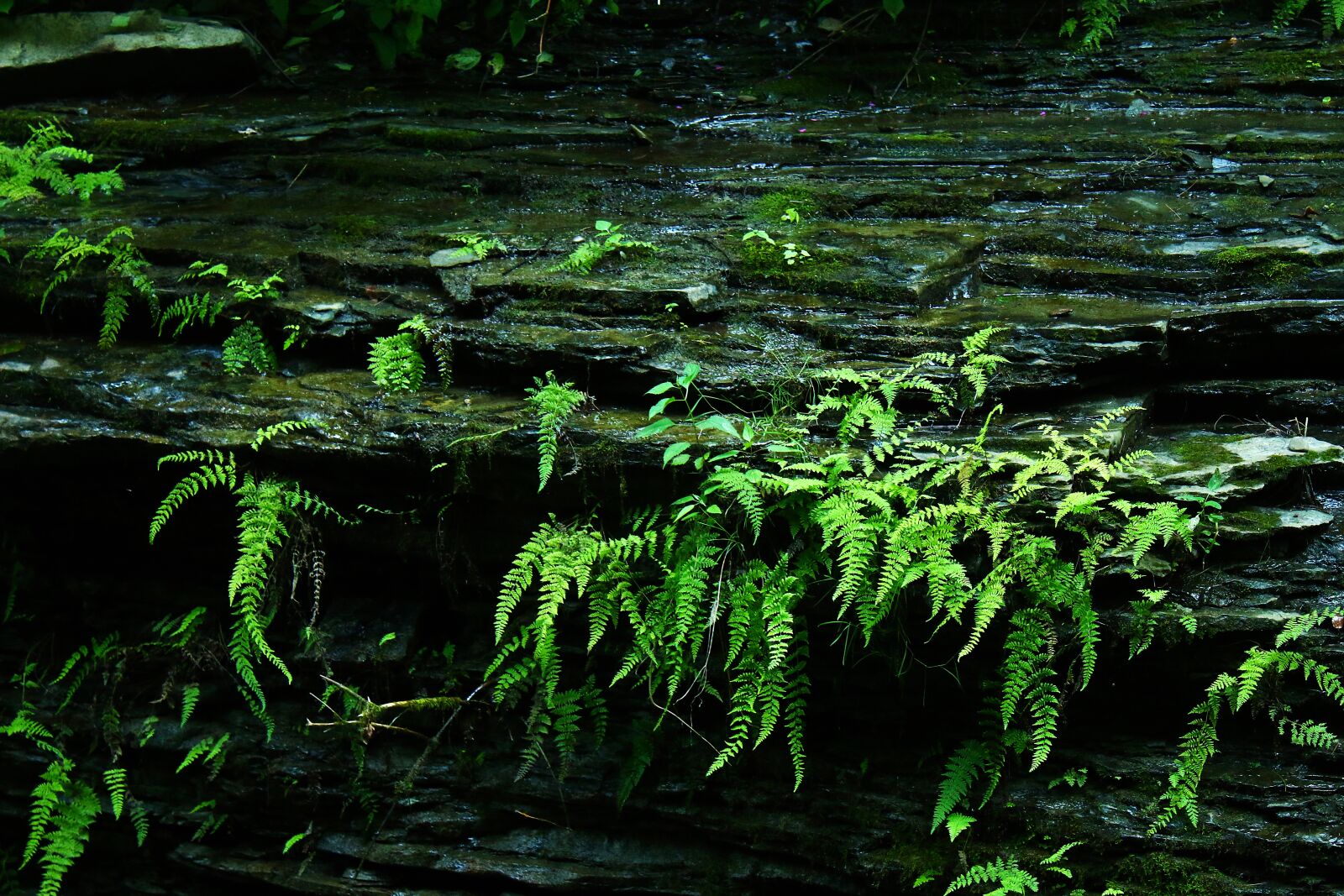 Canon EOS 70D sample photo. Fern, forest, nature photography