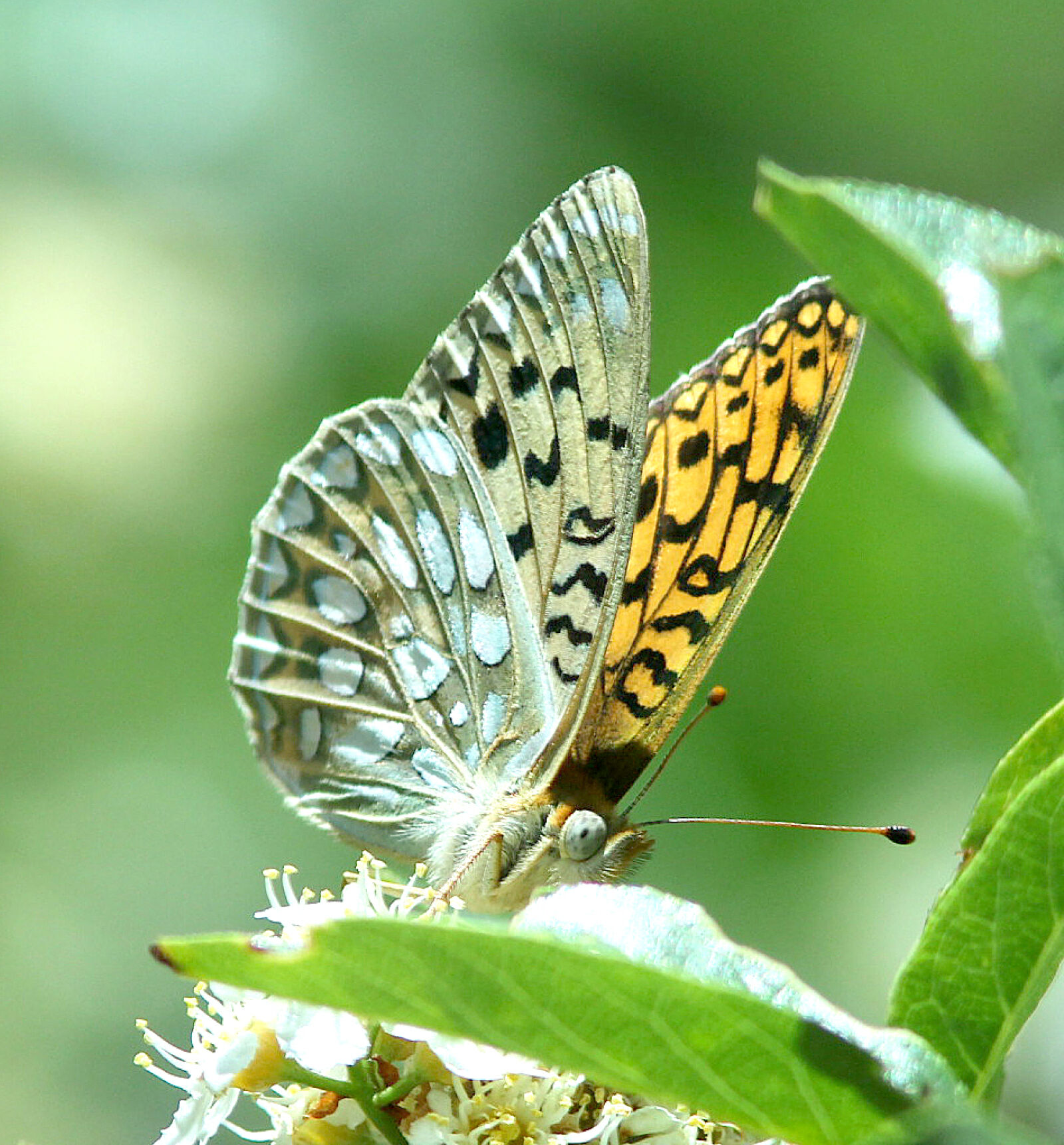 Canon EF 300mm F4L IS USM sample photo