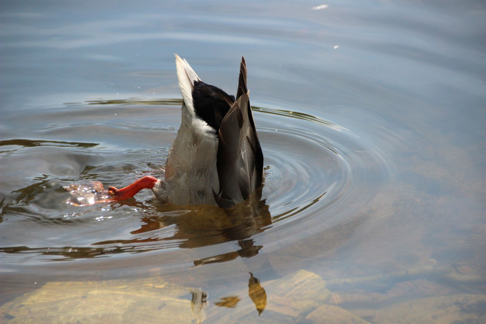 Canon EOS 600D (Rebel EOS T3i / EOS Kiss X5) sample photo. Duck, diving, water bird photography
