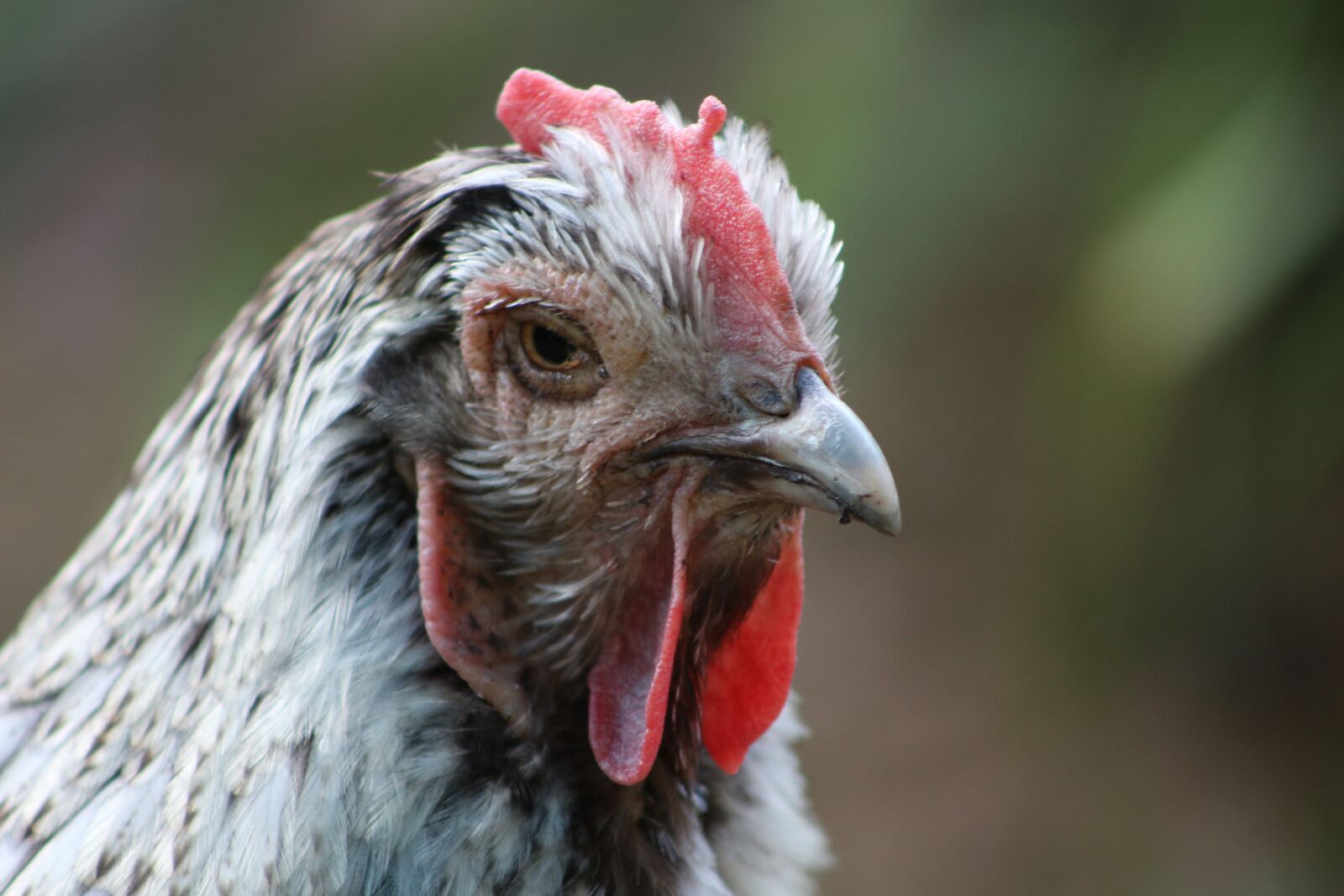 Canon EF75-300mm f/4-5.6 sample photo. Chicken, hen, poultry photography