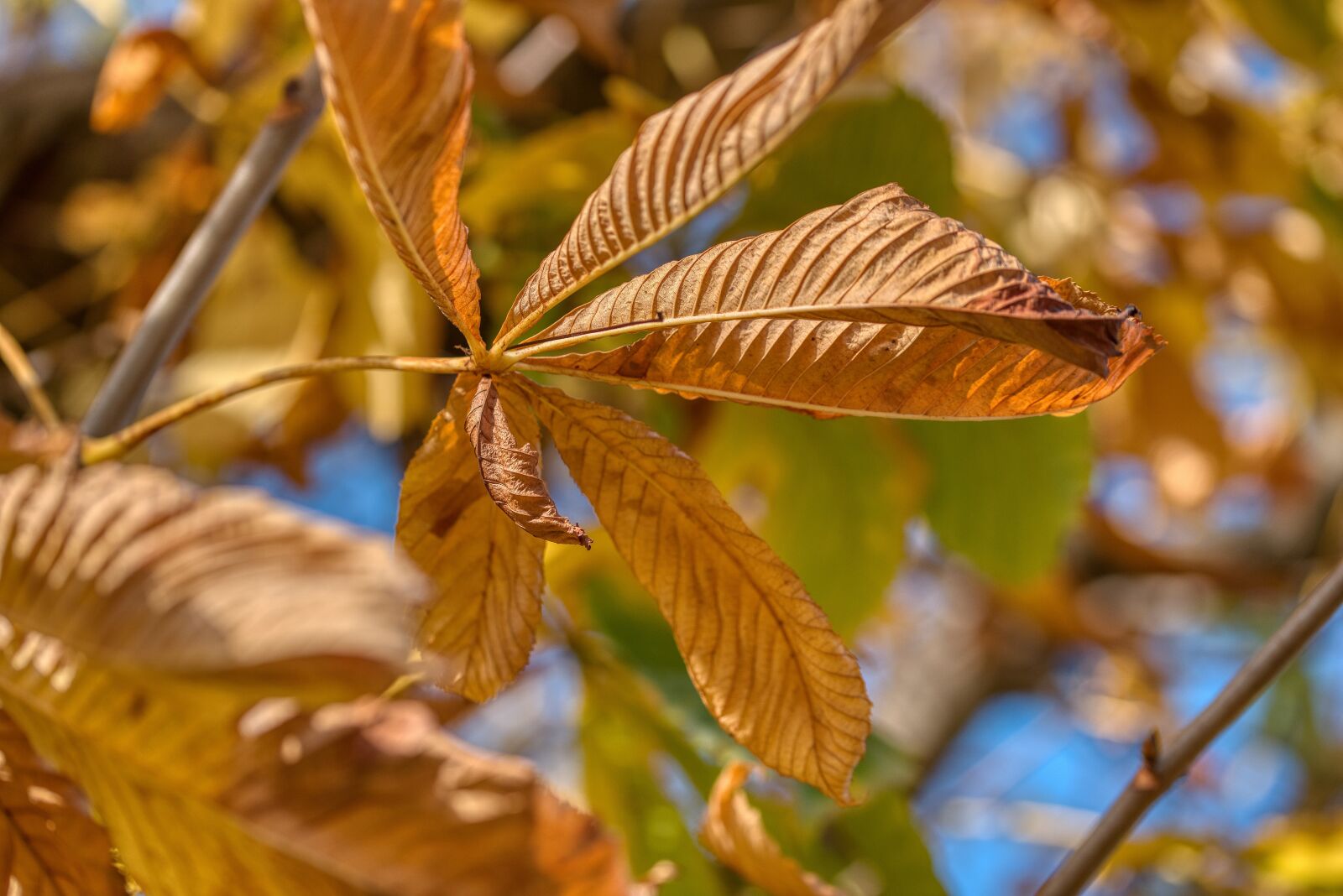 Nikon D750 sample photo. Chestnut tree, autumn, season photography
