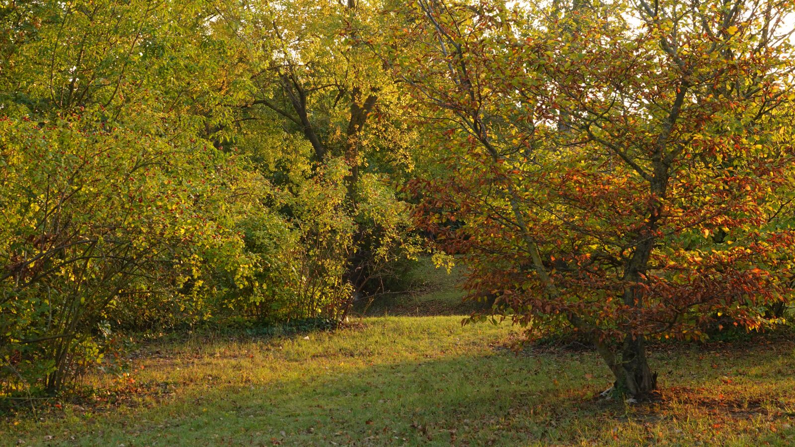 Sony Cyber-shot DSC-RX10 IV sample photo. Autumn, park, nature photography