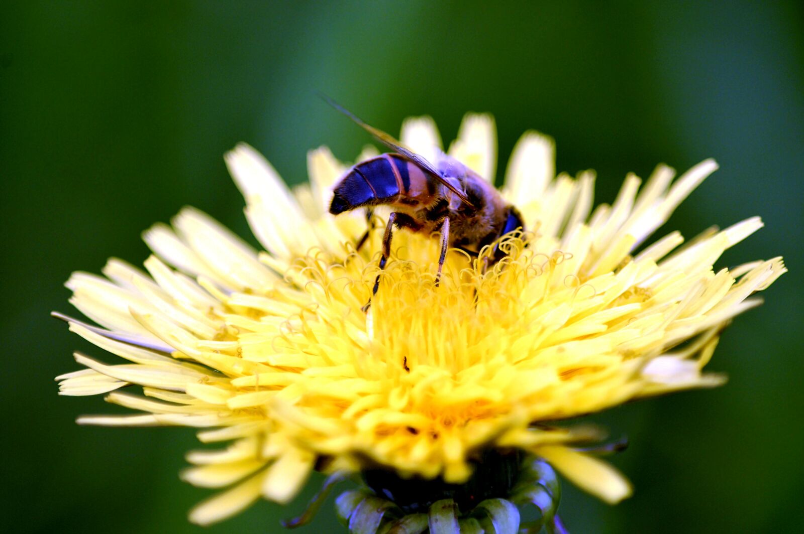 Nikon D3200 sample photo. Bee, blossom, bloom photography