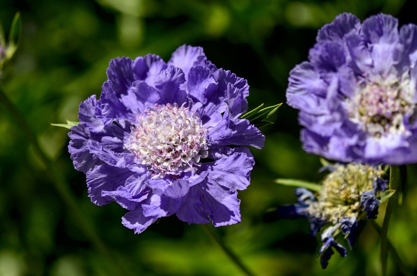 Nikon D7000 sample photo. Pincushion flower, blue, nature photography