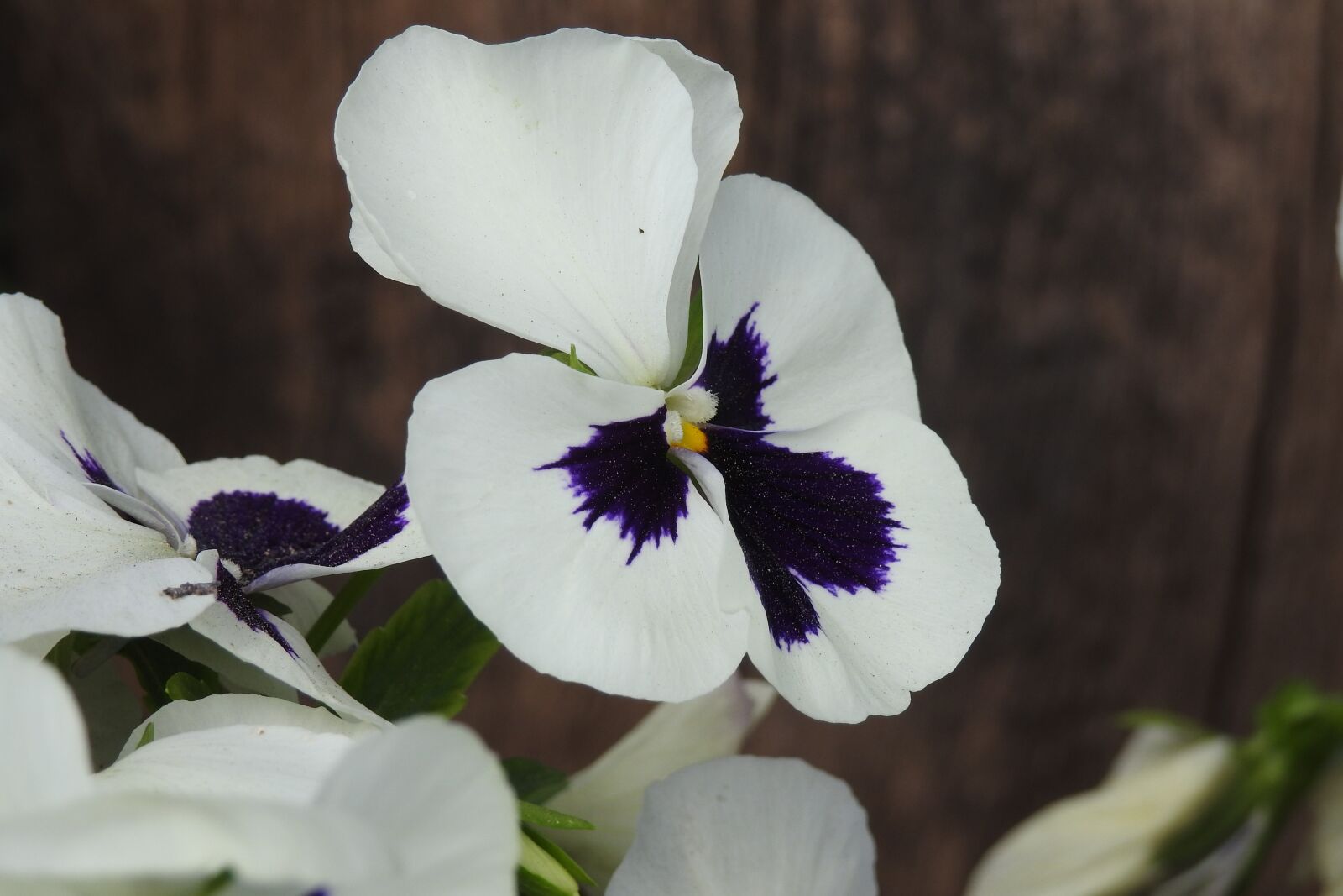 Nikon Coolpix P900 sample photo. Flower, nature, plant photography