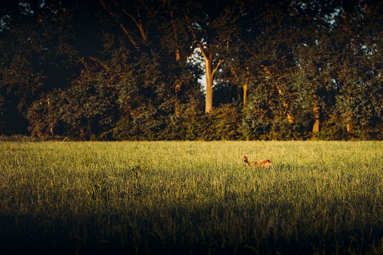 Canon EOS 6D + Canon EF 100mm F2.8 Macro USM sample photo. Deer, sunset, meadow photography