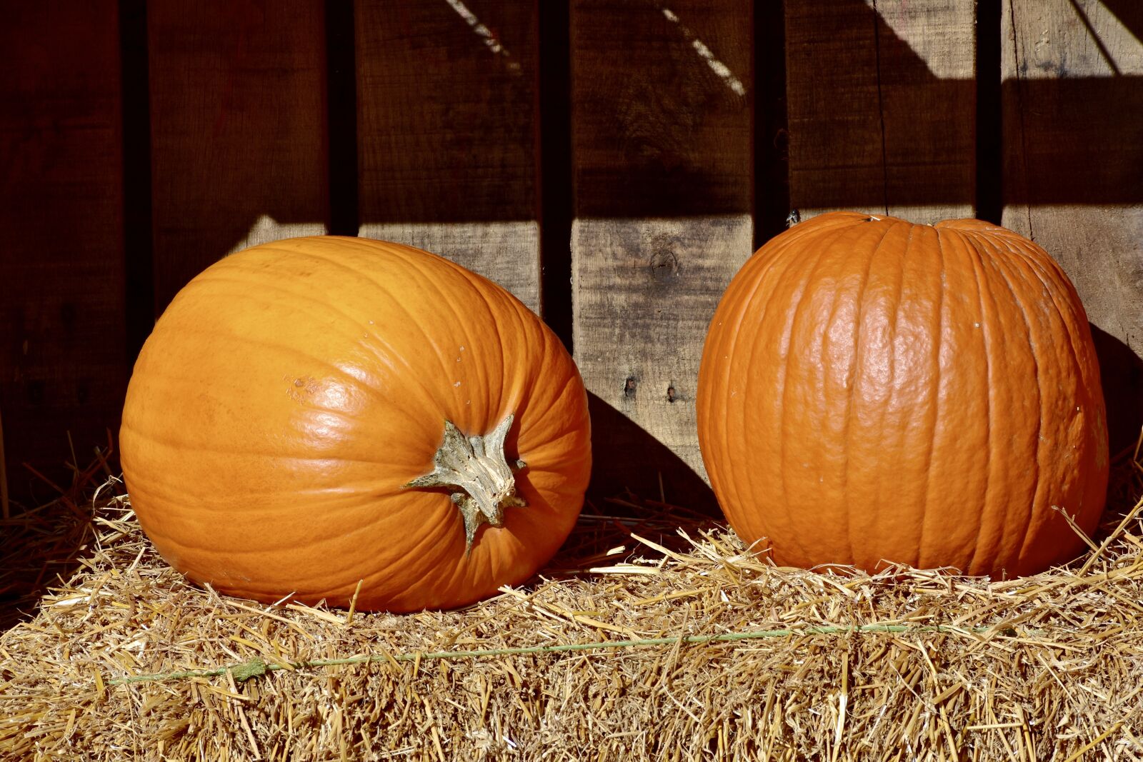 Nikon D3400 sample photo. Pumpkins, orange, hay photography