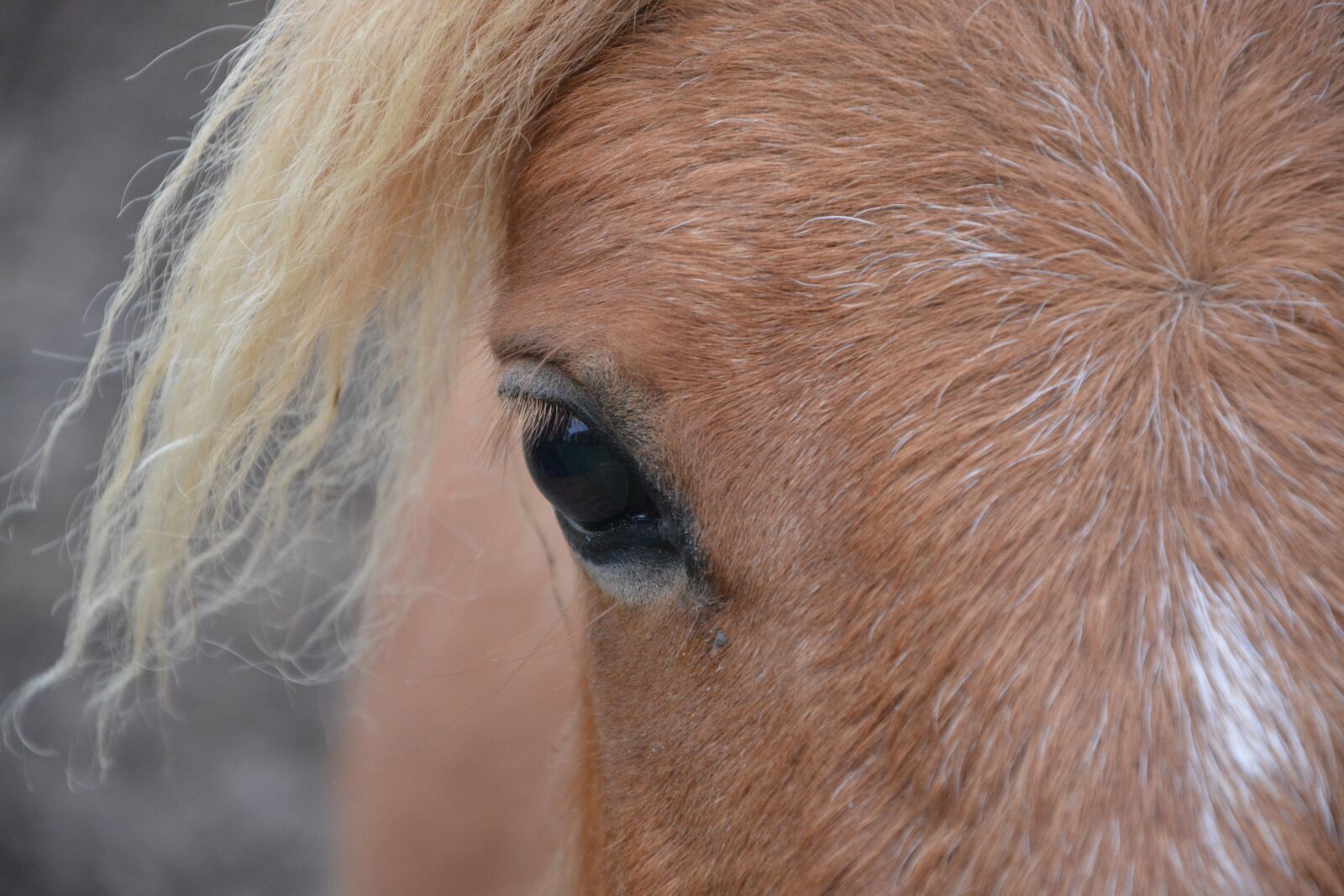 Nikon D5200 sample photo. Shetland pony, il, keen photography
